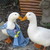 crazysusie7 :iconcrazysusie7: