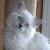CreamFireballTheGrea :iconcreamfireballthegrea: