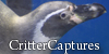 CritterCaptures's avatar
