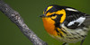 :iconda-birdwatchers: