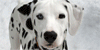 Dalmatian-Lovers's avatar