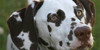 DalmatianClanTTR's avatar