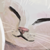 damnrookie :icondamnrookie:
