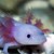 DanielleDanish7299 :icondanielledanish7299: