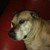 dasmoona42 :icondasmoona42: