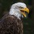 davectt :icondavectt: