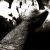 dcpellis :icondcpellis: