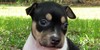 Decker-Rat-Terrier's avatar