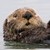 DeHappyOtter :icondehappyotter: