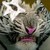 demonic-vamp :icondemonic-vamp: