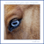 DesertBlu :icondesertblu: