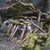 DeviantNigel :icondeviantnigel: