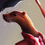 DiaboloShark :icondiaboloshark: