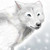 Dina444 :icondina444: