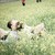 dindxayu :icondindxayu: