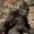 DinoBoy612 :icondinoboy612: