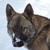 direwolfdogs :icondirewolfdogs: