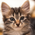 DivineKataroshie :icondivinekataroshie:
