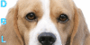 Dog-Breed-Lovers's avatar