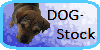 DOG-StockHeaven's avatar