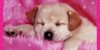 DogCrazyPeeps's avatar