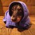 Doglover1659 :icondoglover1659: