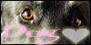 DogLovers101's avatar