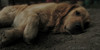 DogPhotography-GR's avatar