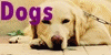 DogsOfTheWorld's avatar