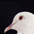 DoveEyes :icondoveeyes: