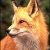 :icondraconic-fox: