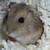 DragolfRowian :icondragolfrowian: