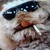 drakkster :icondrakkster: