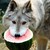 DreamsOfSilverWolfs :icondreamsofsilverwolfs: