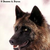DreamwolfNoir :icondreamwolfnoir: