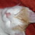 DrowMaiden :icondrowmaiden: