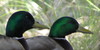 Ducks-Geese-Swans's avatar