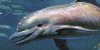 Ecco-Dolphin-FanClub's avatar