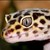 Ech0geck0 :iconech0geck0: