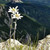 :iconedelweiss-workshop: