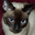 Elisetheris :iconelisetheris: