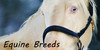 EquineBreeds-Stock's avatar