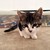 Ericthecat55 :iconericthecat55: