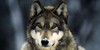 Every-Thing-Wolf's avatar