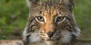Everything-Lynx's avatar