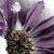 evitae :iconevitae: