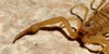 Extreme-Bug-Lovers's avatar