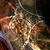 :iconeye-of-tichodroma: