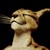 F-Euphrates :iconf-euphrates: