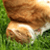 :iconfaceplantcatplz: